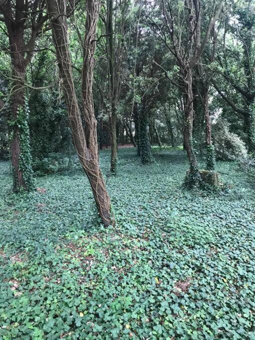 De Ensueno En El Bosque Y Junto Al Mar *